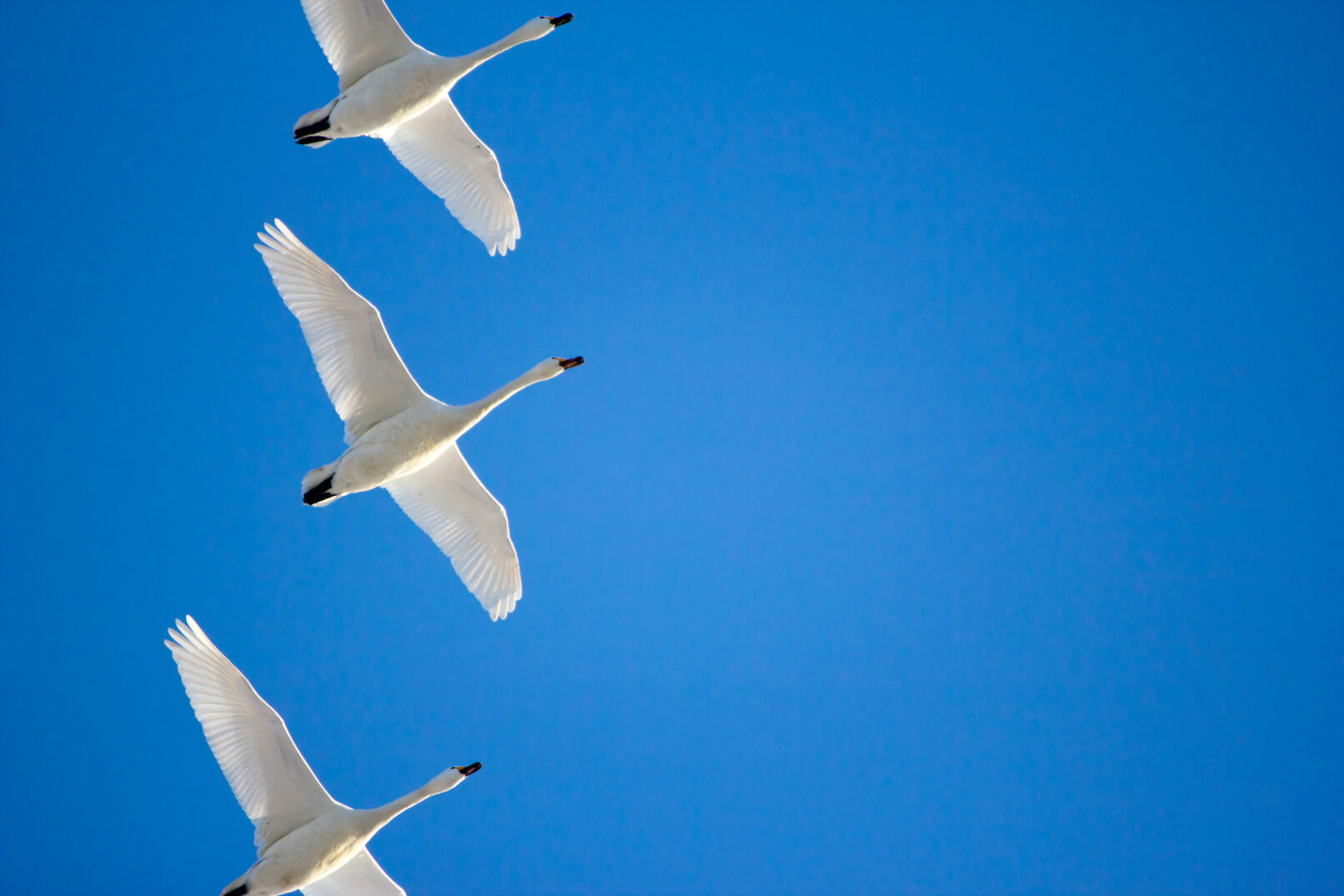 Swans in a clear blue sky