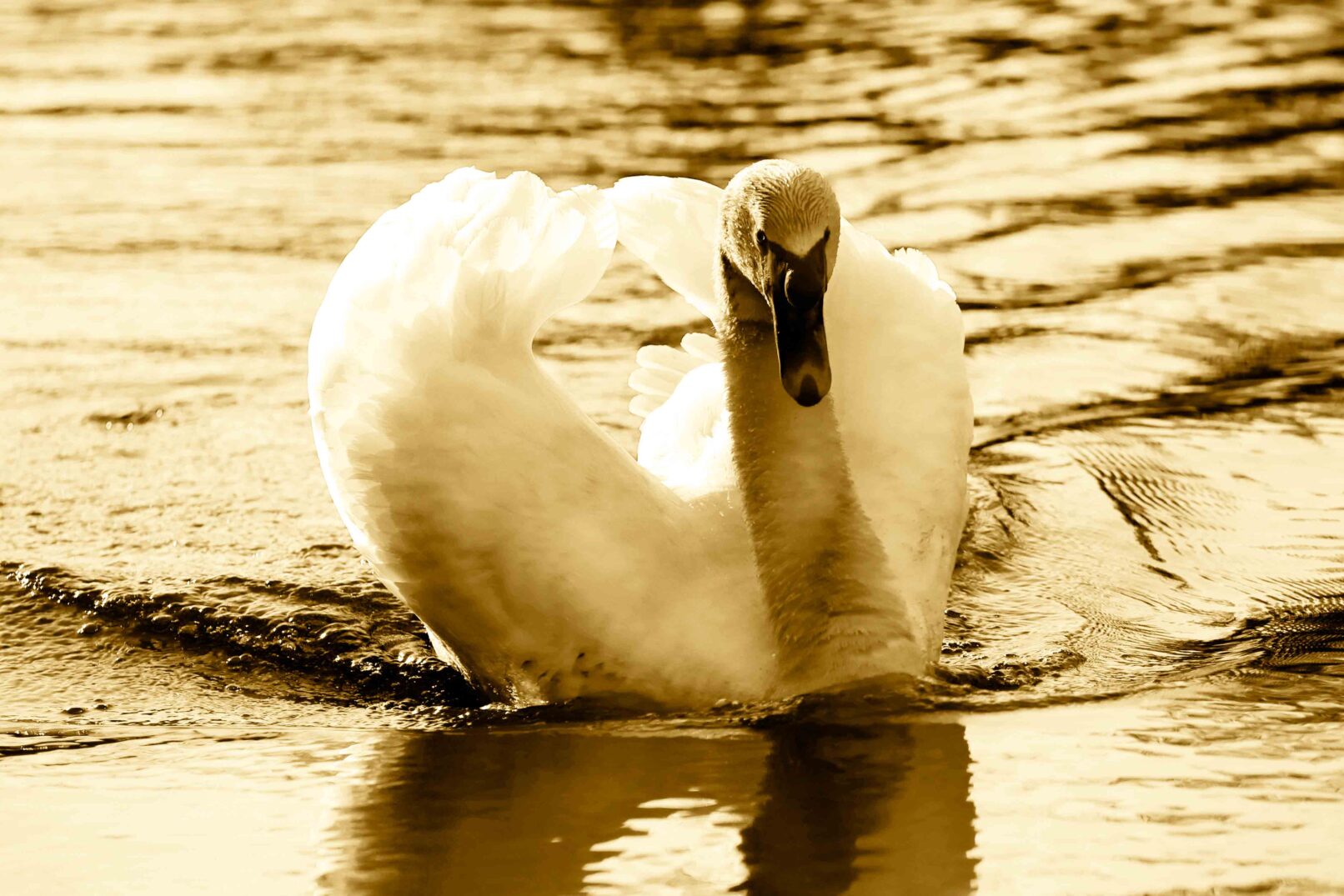 Sepia colored photo of a swan in a lake