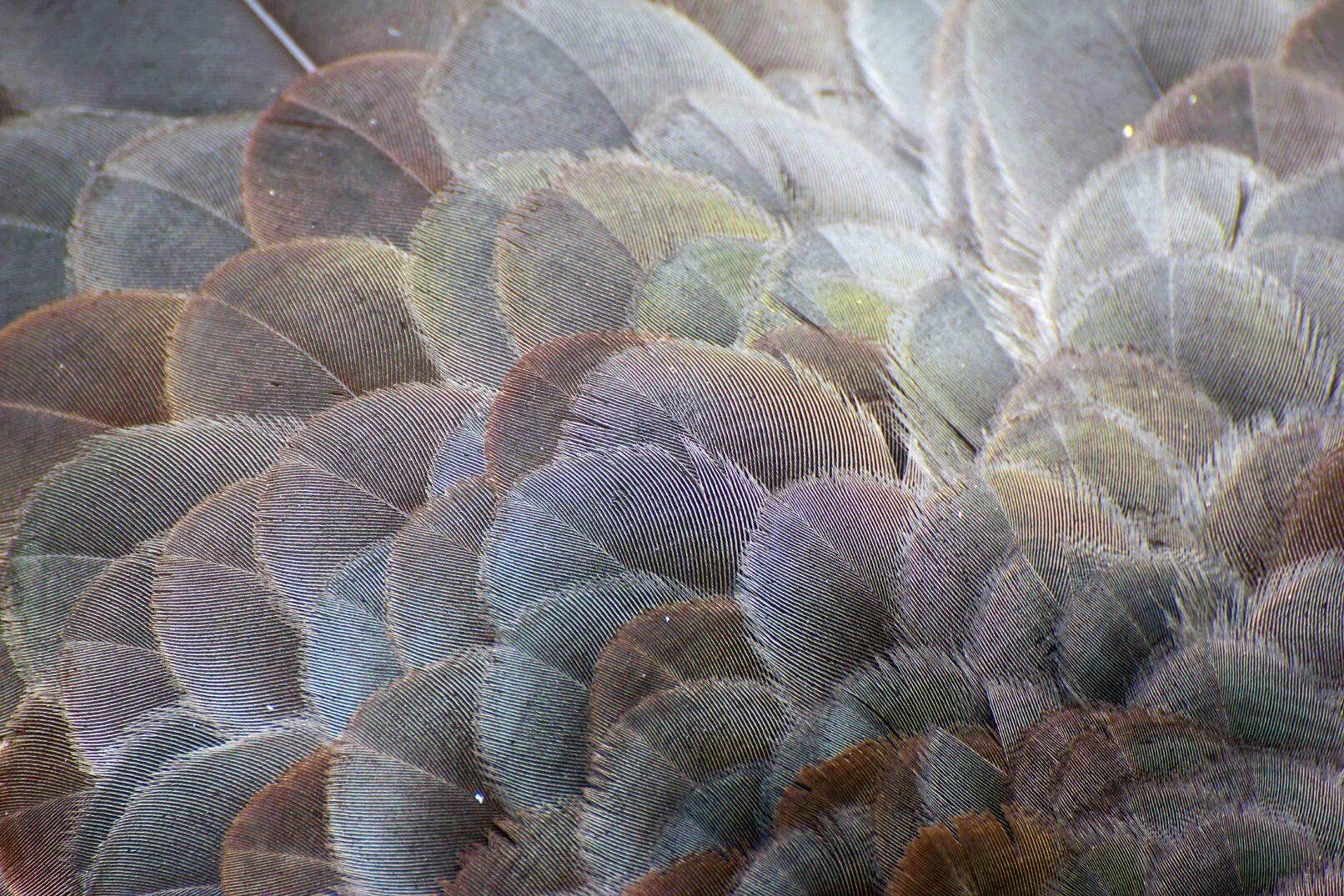 close-up of blue colored feathers