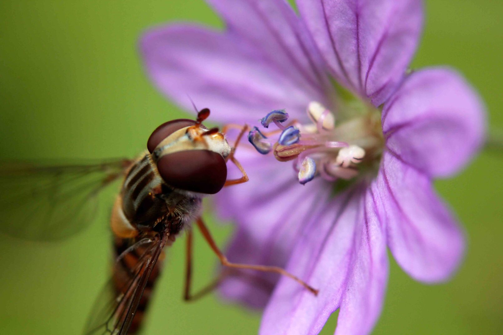 Macro of a Hoverfly and a pink flower
