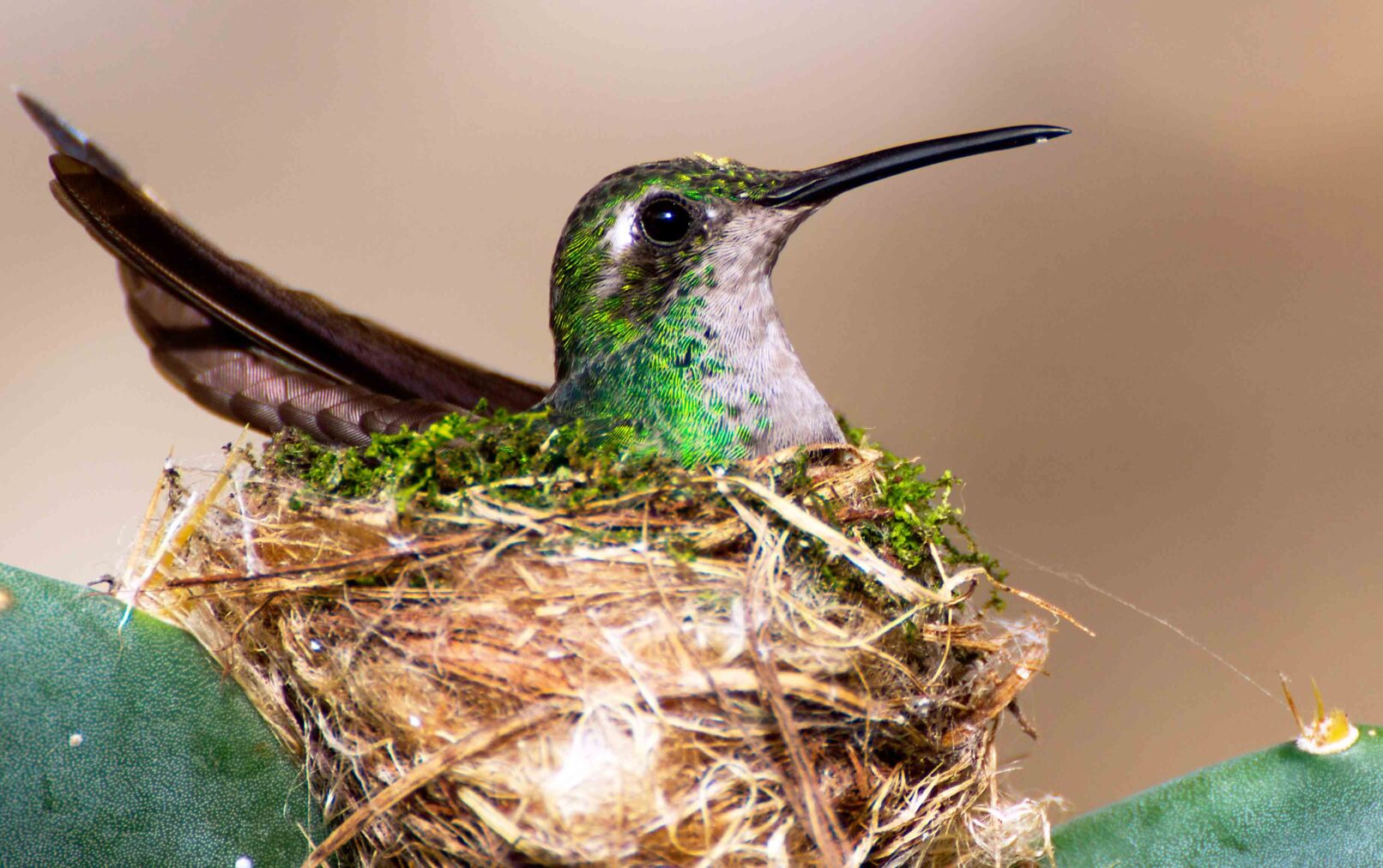 A Green Hummingbird sitting on its nest