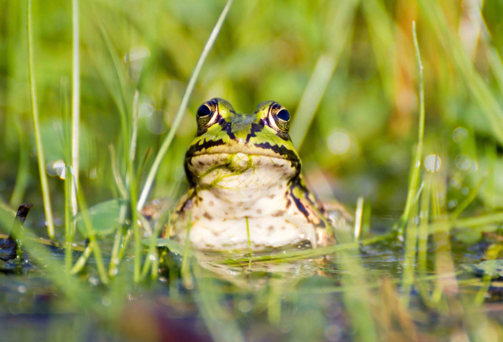 A frog in a pond