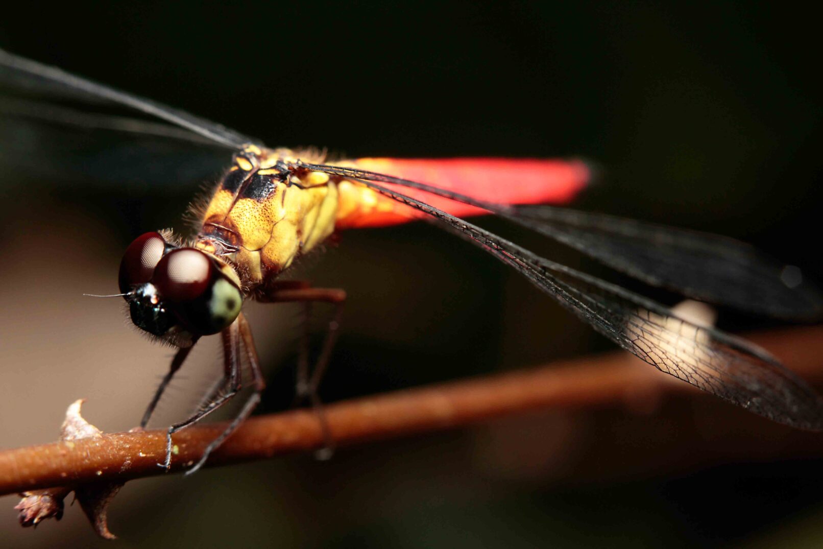 Tropical dragonfly, Malaysia