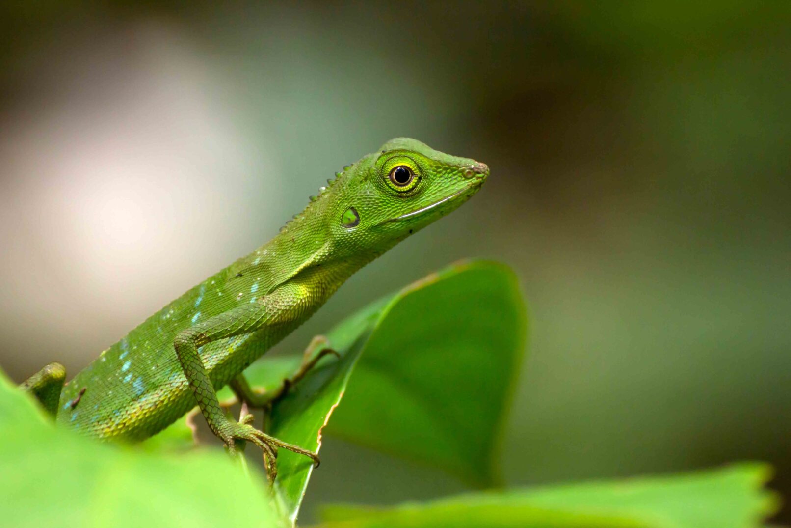 Close-up of a green crested lizard (Bronchocela cristatella). Malaysia, Borneo