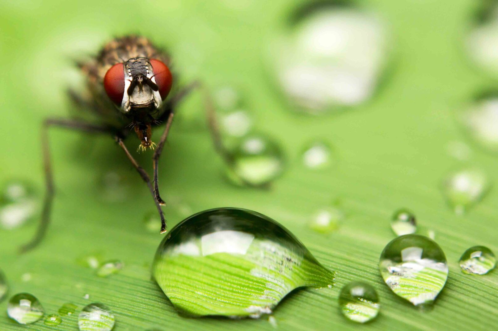 Macro of a Fly and water droplets on top of a leaf