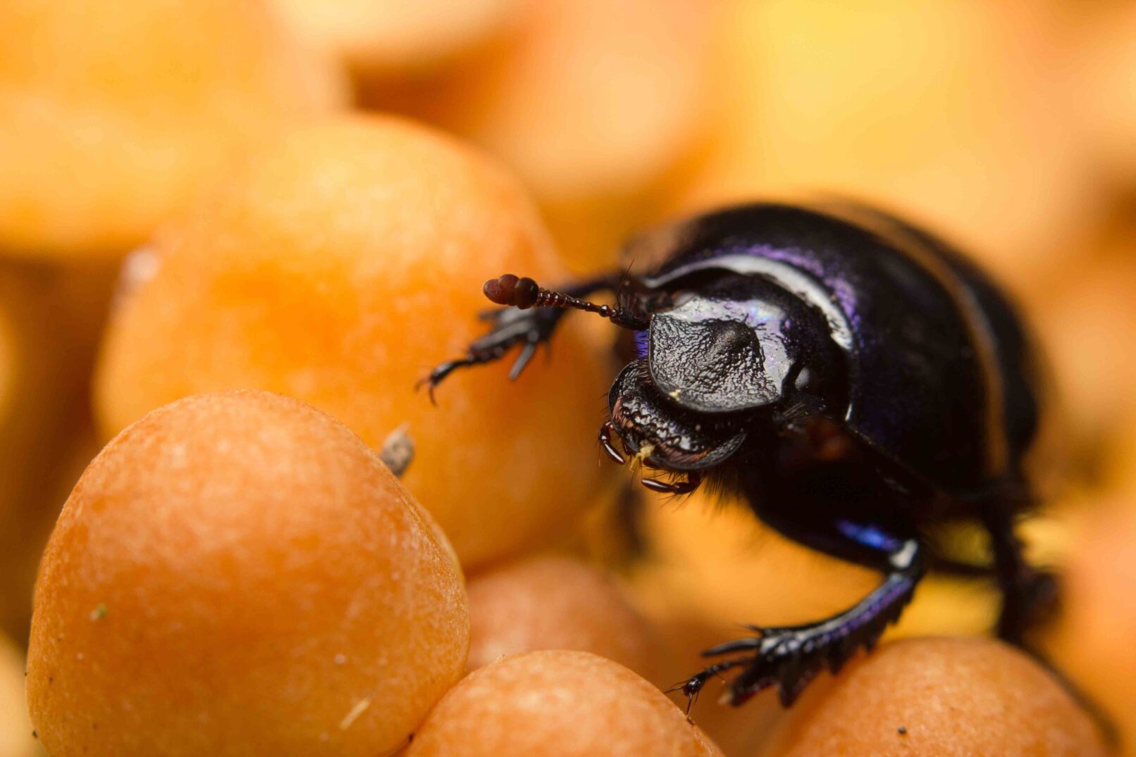An earth-boring dung beetle and orange woodland mushrooms