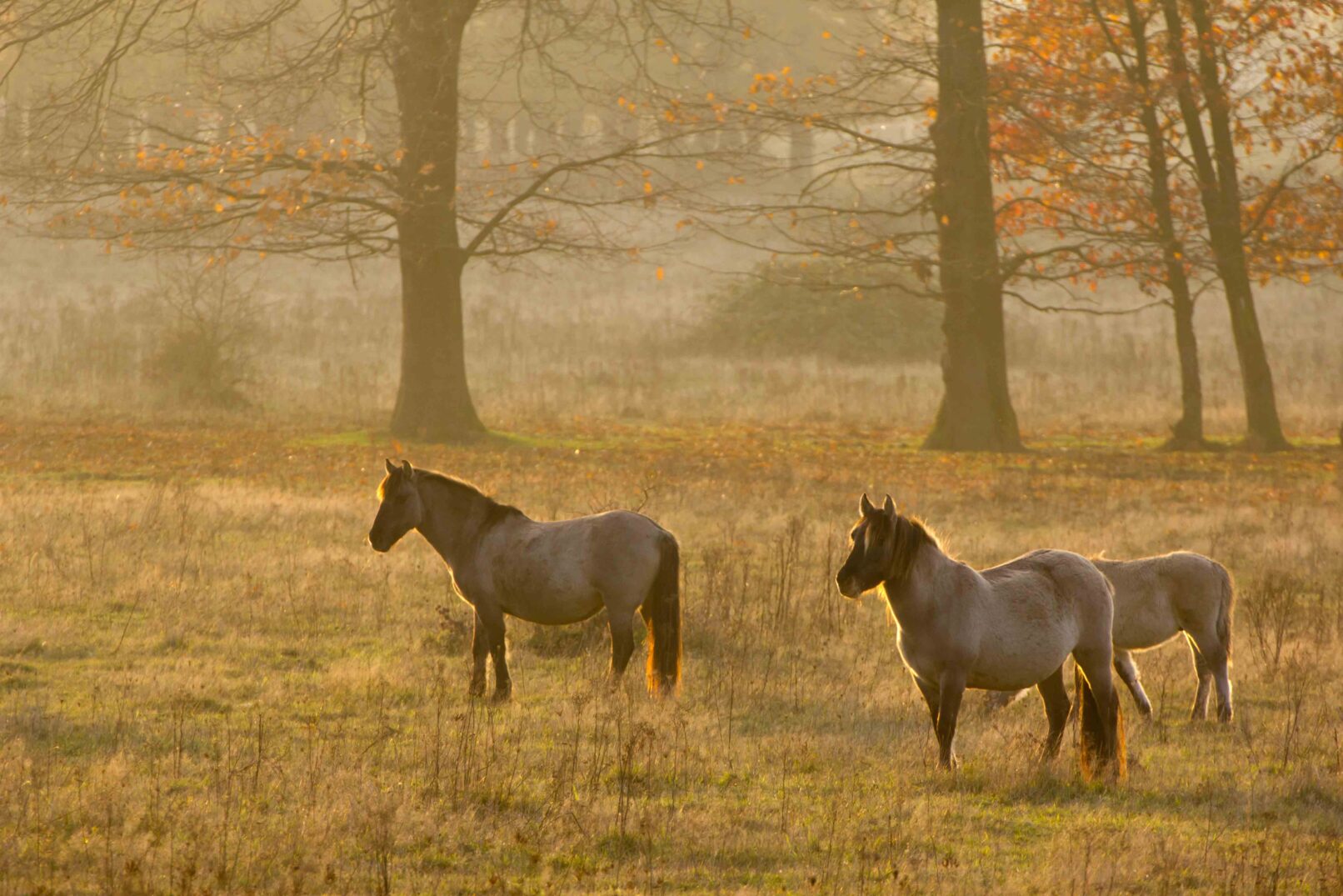 Semi-wild Polish Konik horses in autumn
