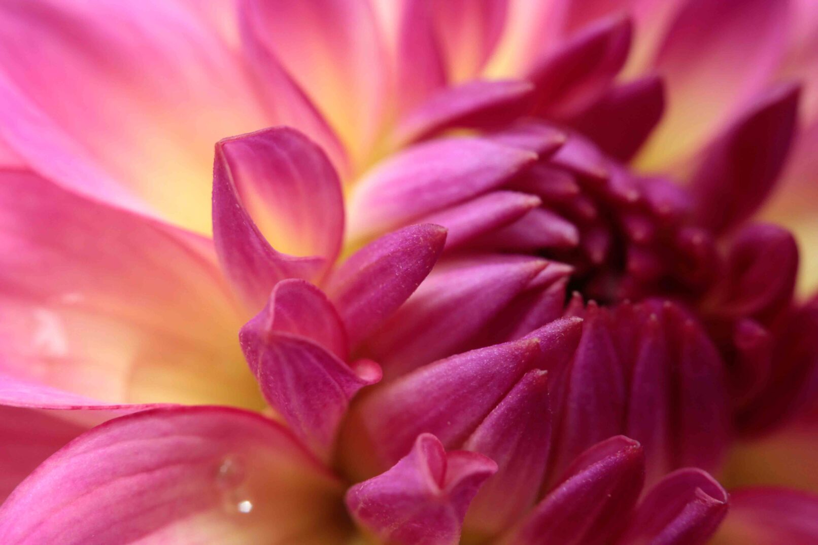 Macro of the leaves of a pink flower