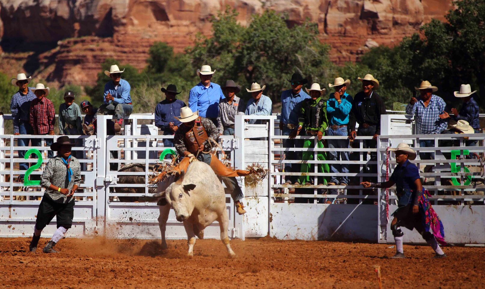 Riding a bull at a rodeo, Utah, USA