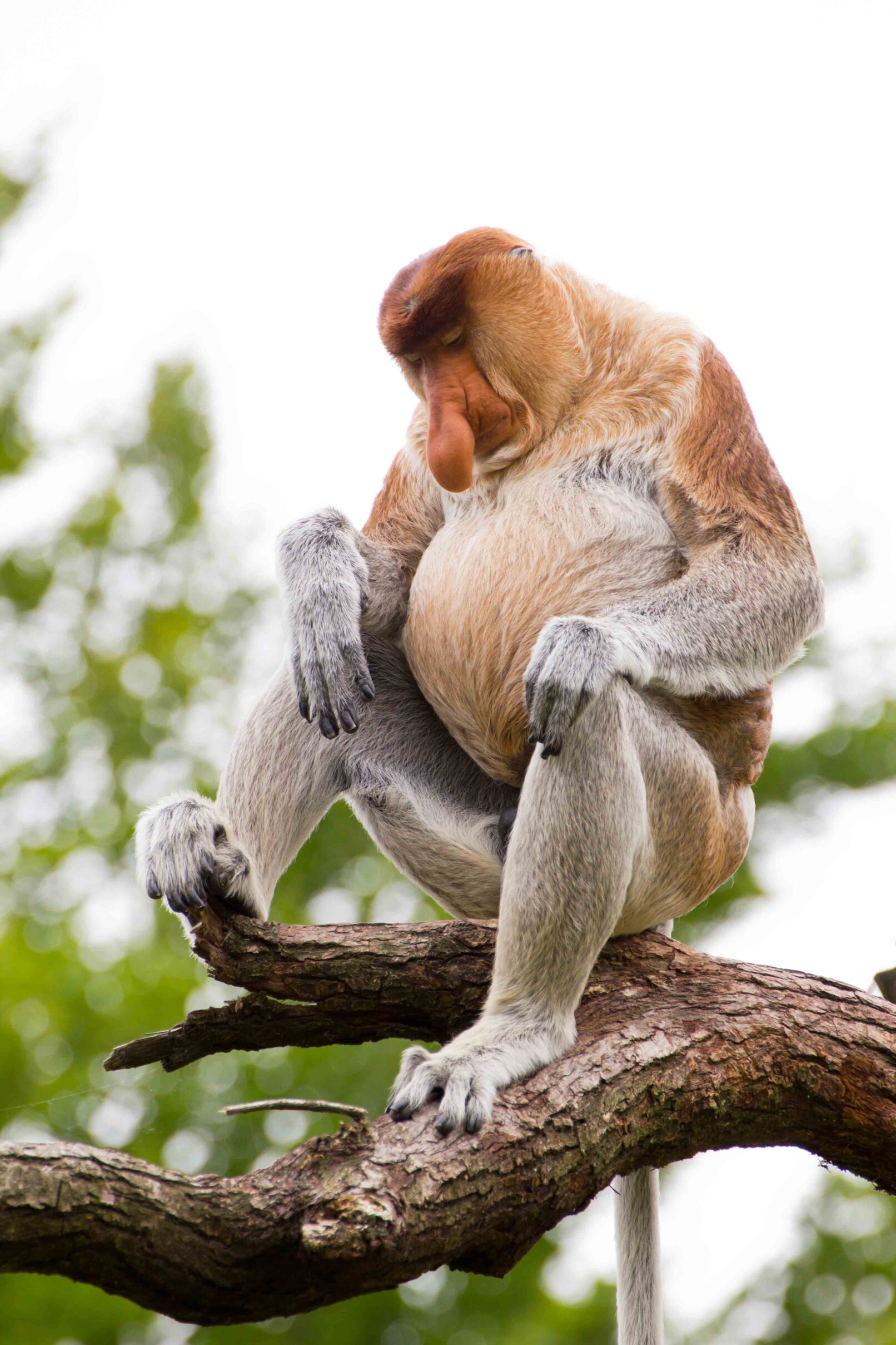 A sleeping Proboscis monkey in a tree